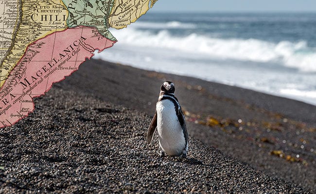 small Patagonia penguin close up portrait on the beach looking at you