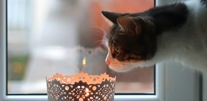 Un chat blanc et brun de profil reniflant une bougie allumée devant une fenêtre.